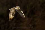   Short-eared Owl (Asio flammeus flammeus)
